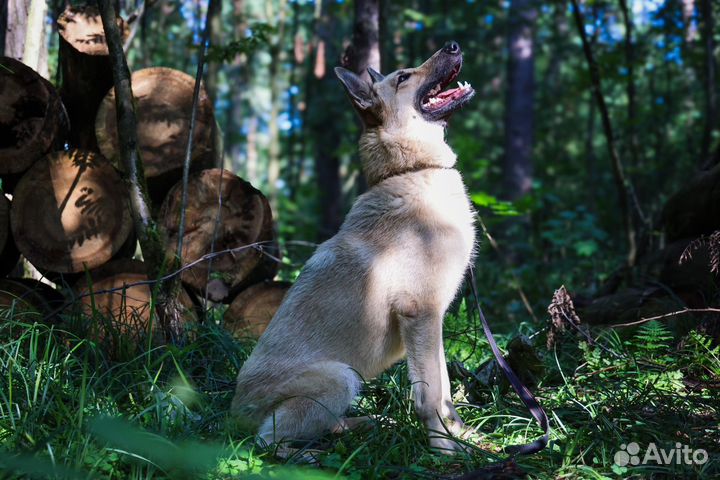 Восточноевропейская овчарка