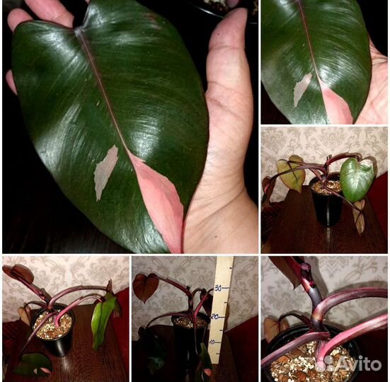 Комнатные растения в ассортименте