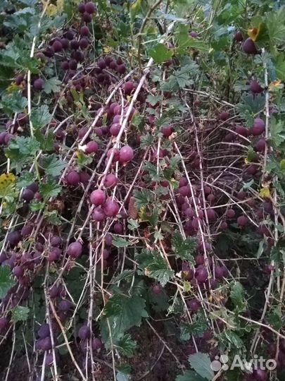 Саженцы крыжовника, краснои смородины