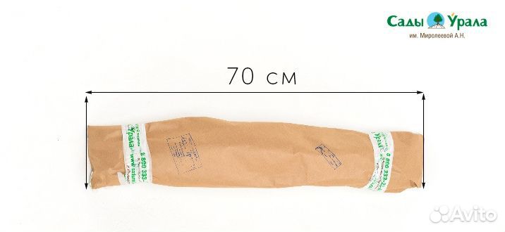 Слива Селигран (подвой бессея), саженцы окс