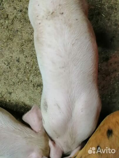 Поросята крупно белый +дюрок
