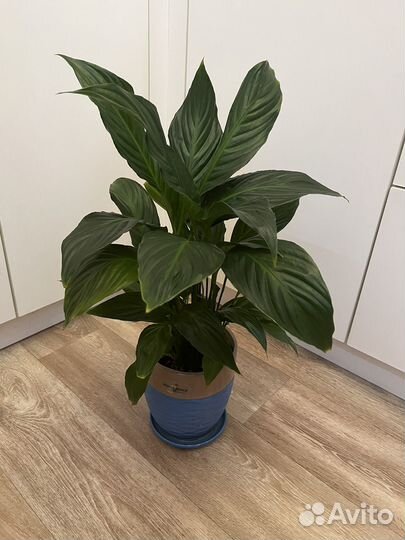 Цветы домашние в горшках