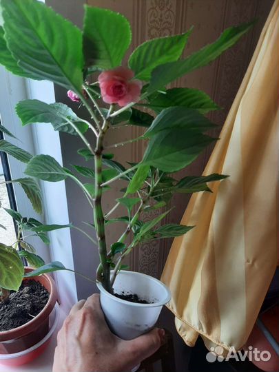 Комнатные цветы