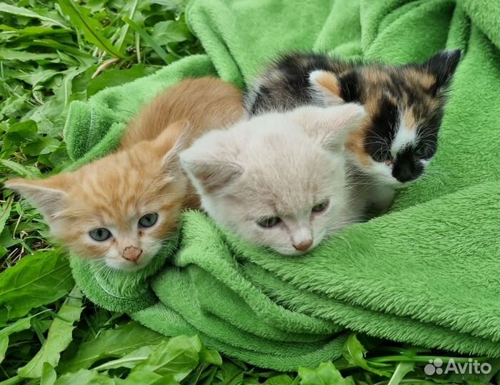 Котята в добрые руки бесплатно