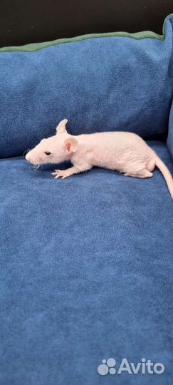 Крыса крысята сфинкс дамбо рекс от заводчика