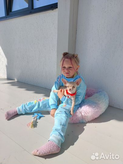 Чихуахуа мини до 1,8/2 кг шикарная Ева