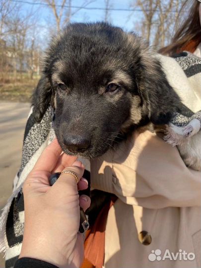Щеночек в добрые руки