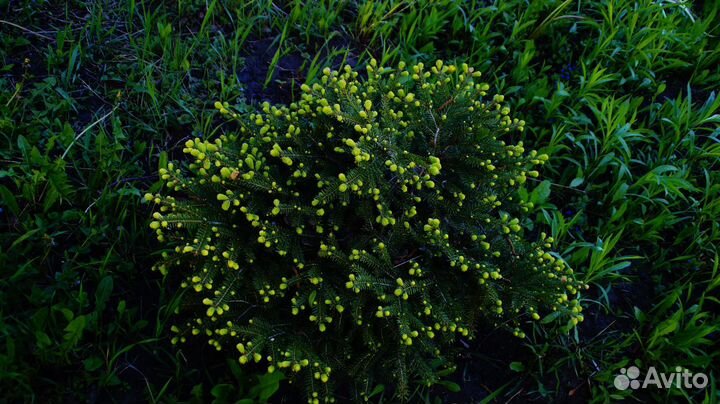 Ель нидиформис