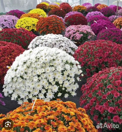 Хризантемы мультифлора