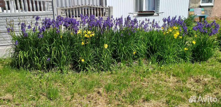 Ирис сибирский