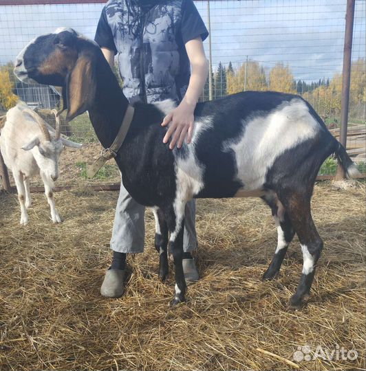 Дойные нубийские козы
