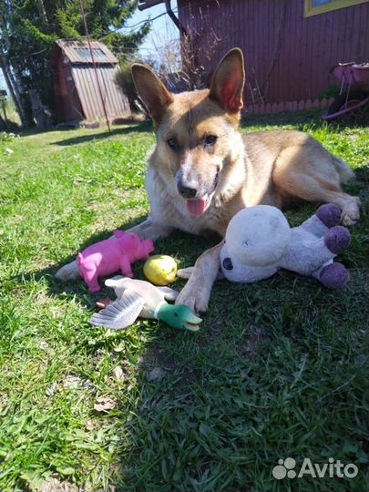 Отдам в добрые руки