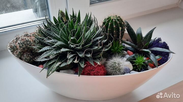 Композиция из кактусов и суккулентов