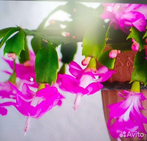 Декабрист розовый