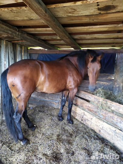 Продам кобылу