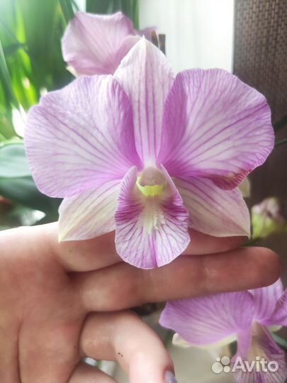 Орхидея дендробиум