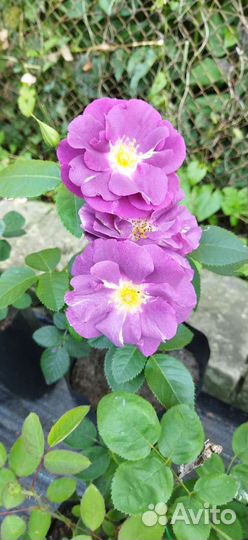 Розы английские, саженцы в контейнерах