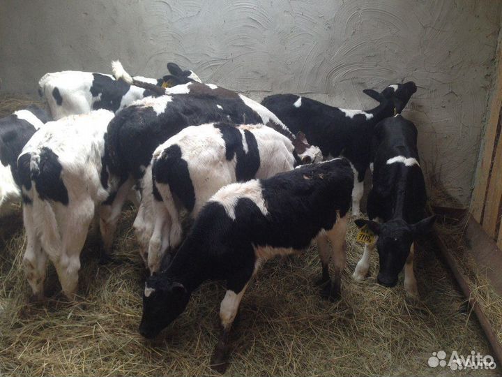 Бычки телята телочки