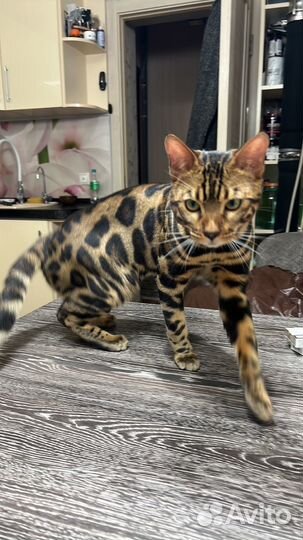 Вязка Бенгал кот