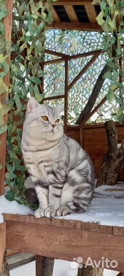 Шотландский кот на вязку