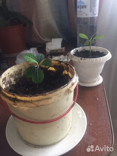 Комнатные цветы пальма