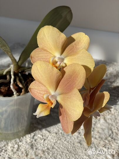 Орхидея фаленопсис Monaco