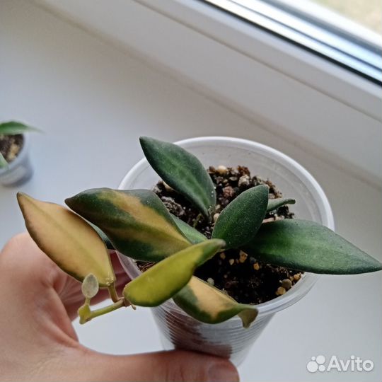 Хойя Тсанги/Буртони Вариегатная