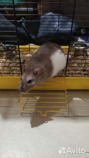 Передержка крыс / зооняня / передержка животных