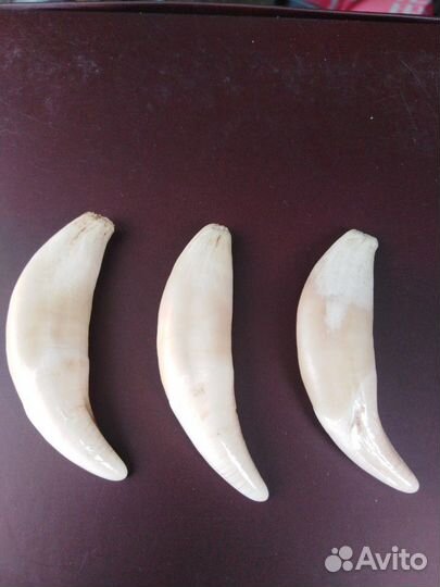 Клыки для медалей