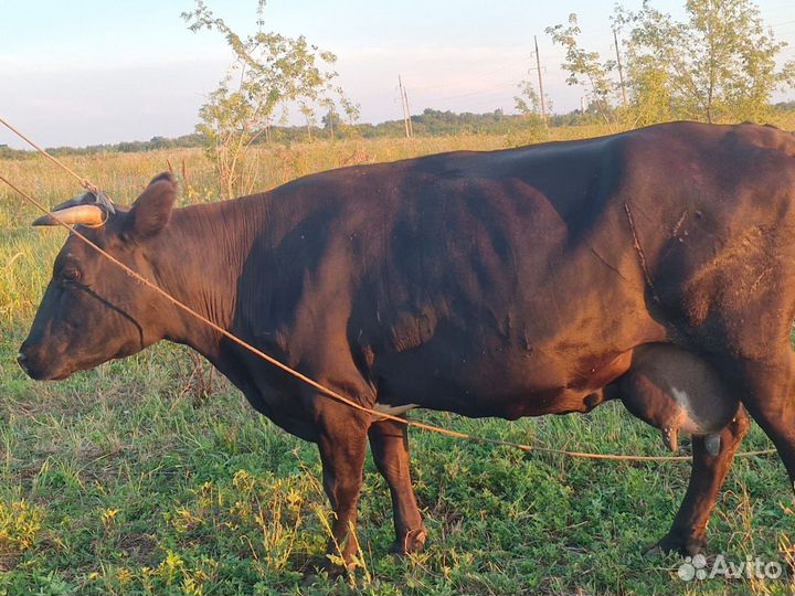Коровы дойные молочные