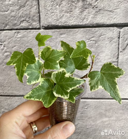 Хедера плющ вариегатный