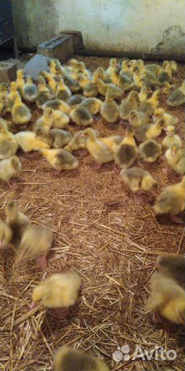 Утята, гусята, куры, бройлер