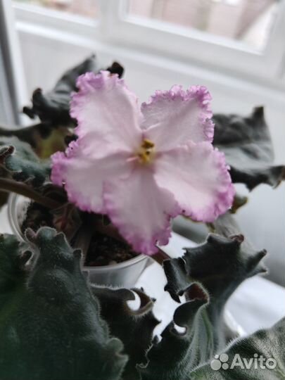 Фиалки сортовые листья