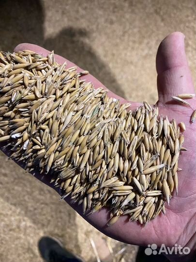 Овес в мешках