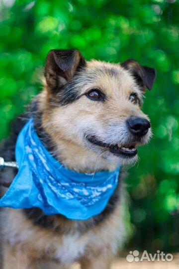 Спасите собаку из клетки