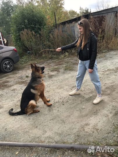 Немецкая овчарка вязка