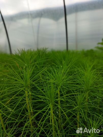 Сеянцы и саженцы зкс окс