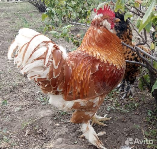 Павловские золотистые молодые петухи
