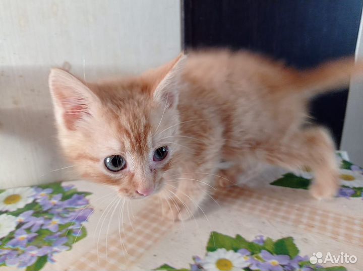 Кошка в дар