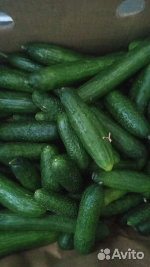 Просрочка для животных