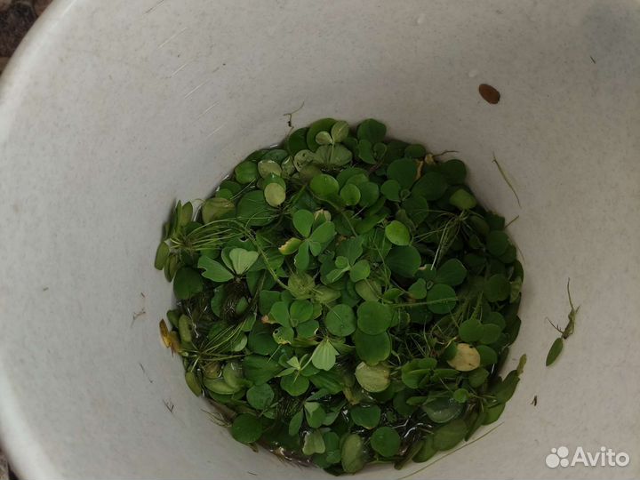 Аквариумные растения