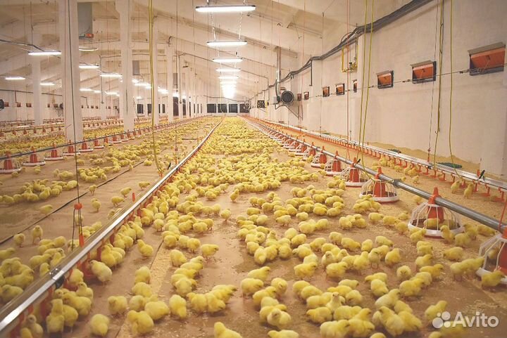 Подсобный рабочий на инкубатор (вахта)