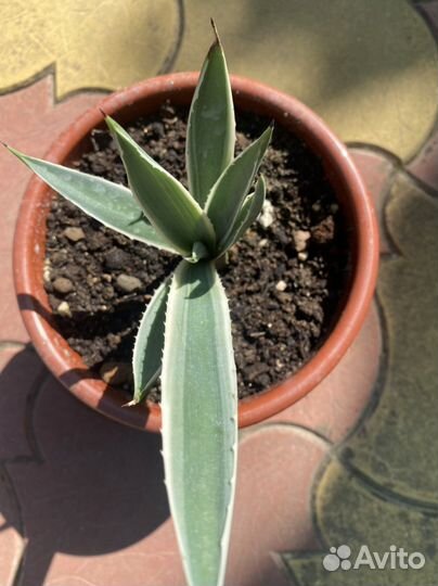 Агавы Ангустифолия