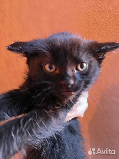 Котёнок, котята