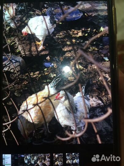 Продаю петухов