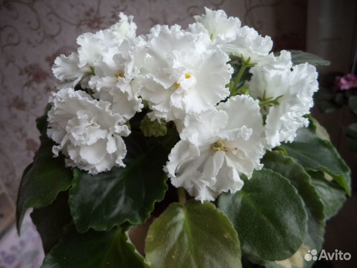 Фиалка Букет невесты