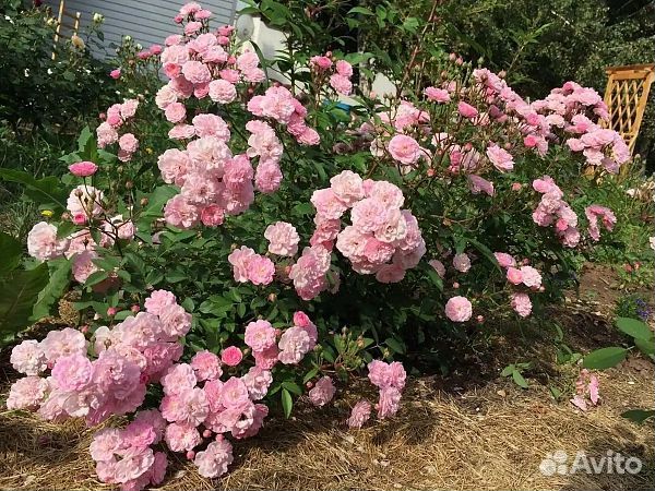 Саженцы роза Хевенли Пинк от производителя