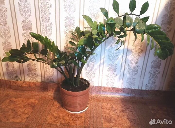 Замиокулькас