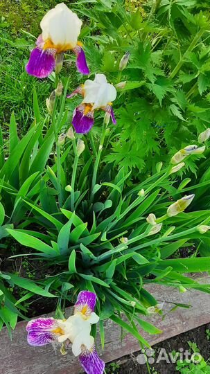 Цветы садовые