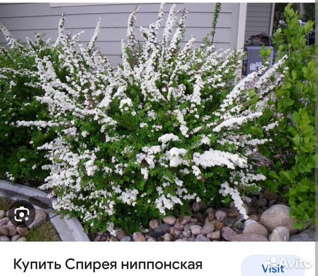 Спирея грефшейм, вангутта, ниппонская